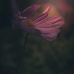 Проектор звездного неба Xiaomi unsplash_828.jpg